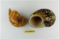 藏品(三宅紋寄居蟹)的圖片